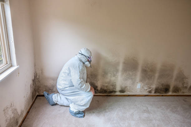 Best Toxic Mold Removal  in Piednt, MO
