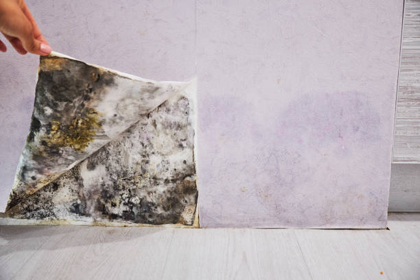 Best Commercial Mold Removal  in Piednt, MO